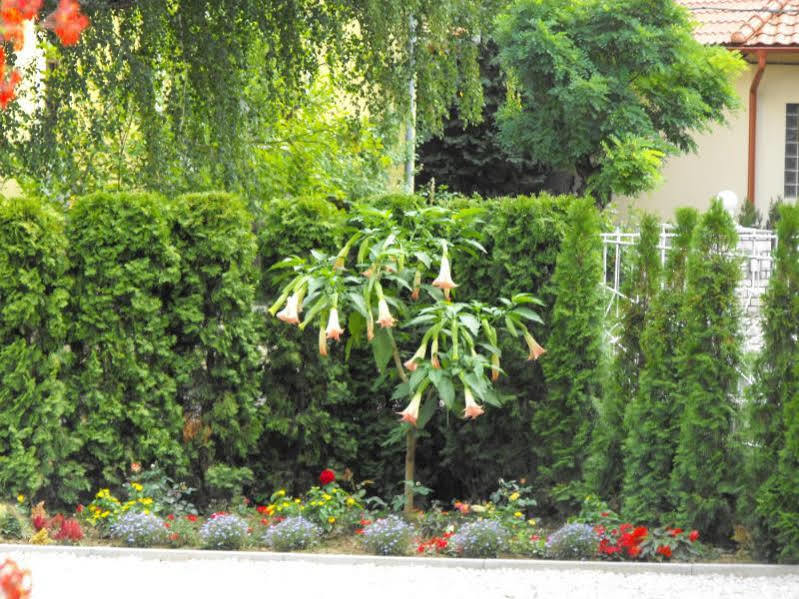 Andrea I Balaton Apartment